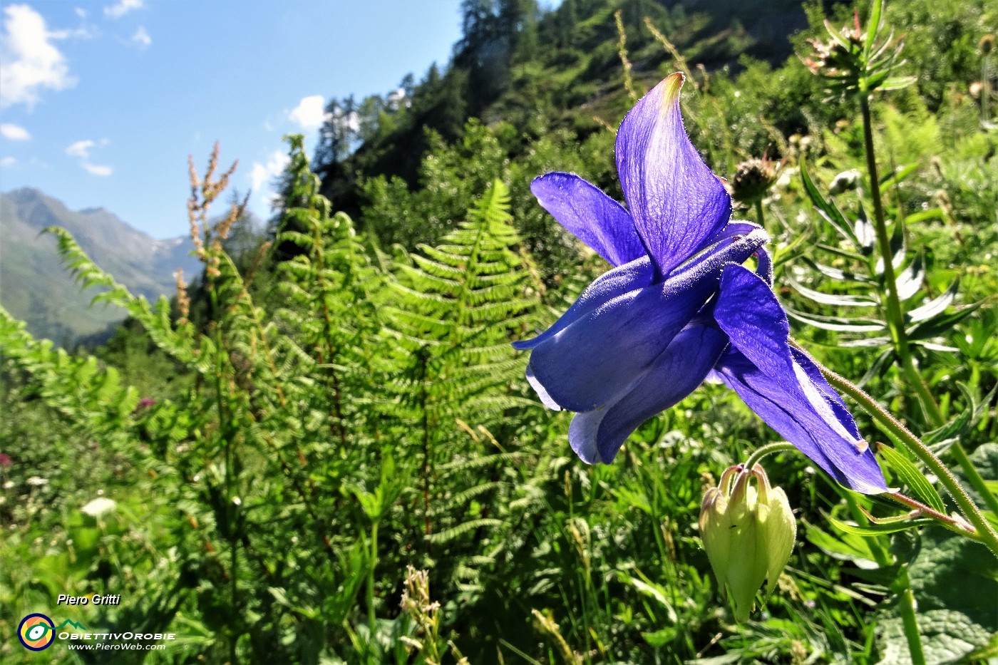 37 Aquilegia di Einsele (Aquilegia einseleana).JPG